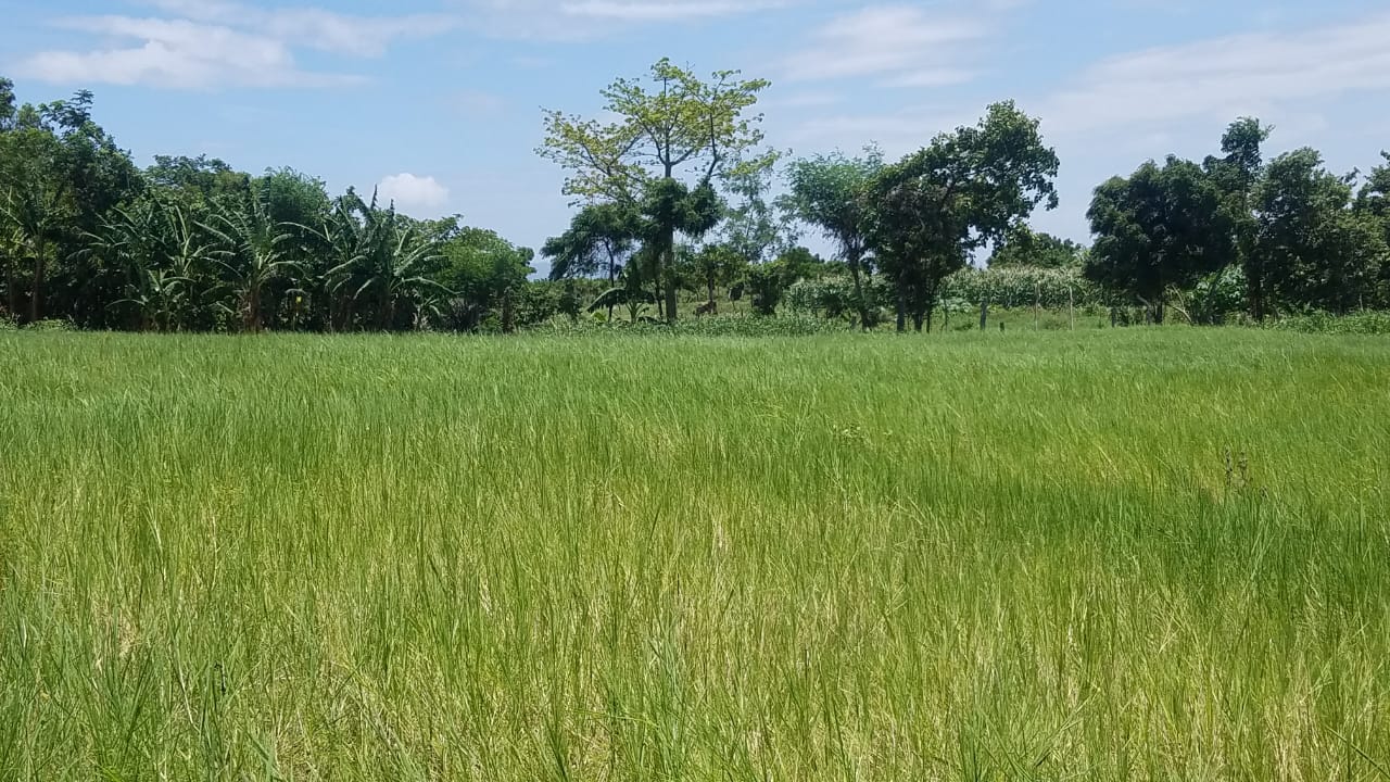 Campo2